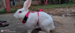 Rabbit belt deals