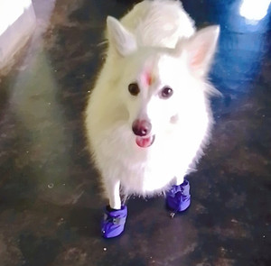 Alcazar Shoes Dog Reviews Latest Review of Alcazar Shoes Dog Price in India Flipkart