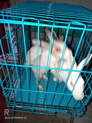 Rabbit cage flipkart clearance