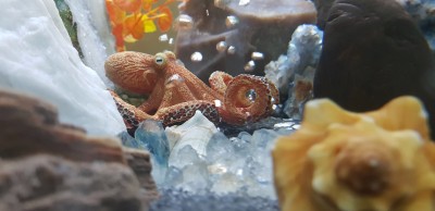 Flipkart SmartBuy - Aquarium Decor - Octopus Price in India - Buy