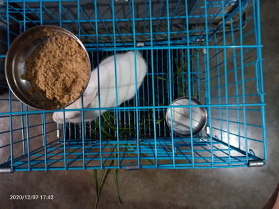 Rabbit cage flipkart best sale