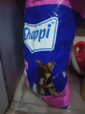 Chappie dog 2025 food 20kg price