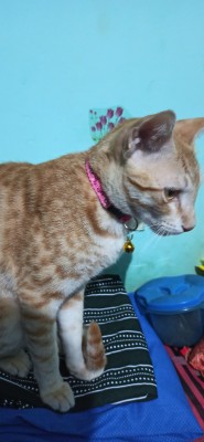 Lv. life Cute Flocking Dog Cat Bell Collar Kitten India