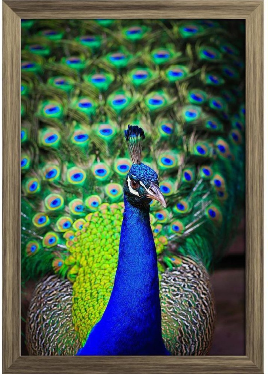 BEAUTIFUL WALL POSTER - PEACOCK FEATHER DESIGN Paper Print - Decorative  posters in India - Buy art, film, design, movie, music, nature and  educational paintings/wallpapers at
