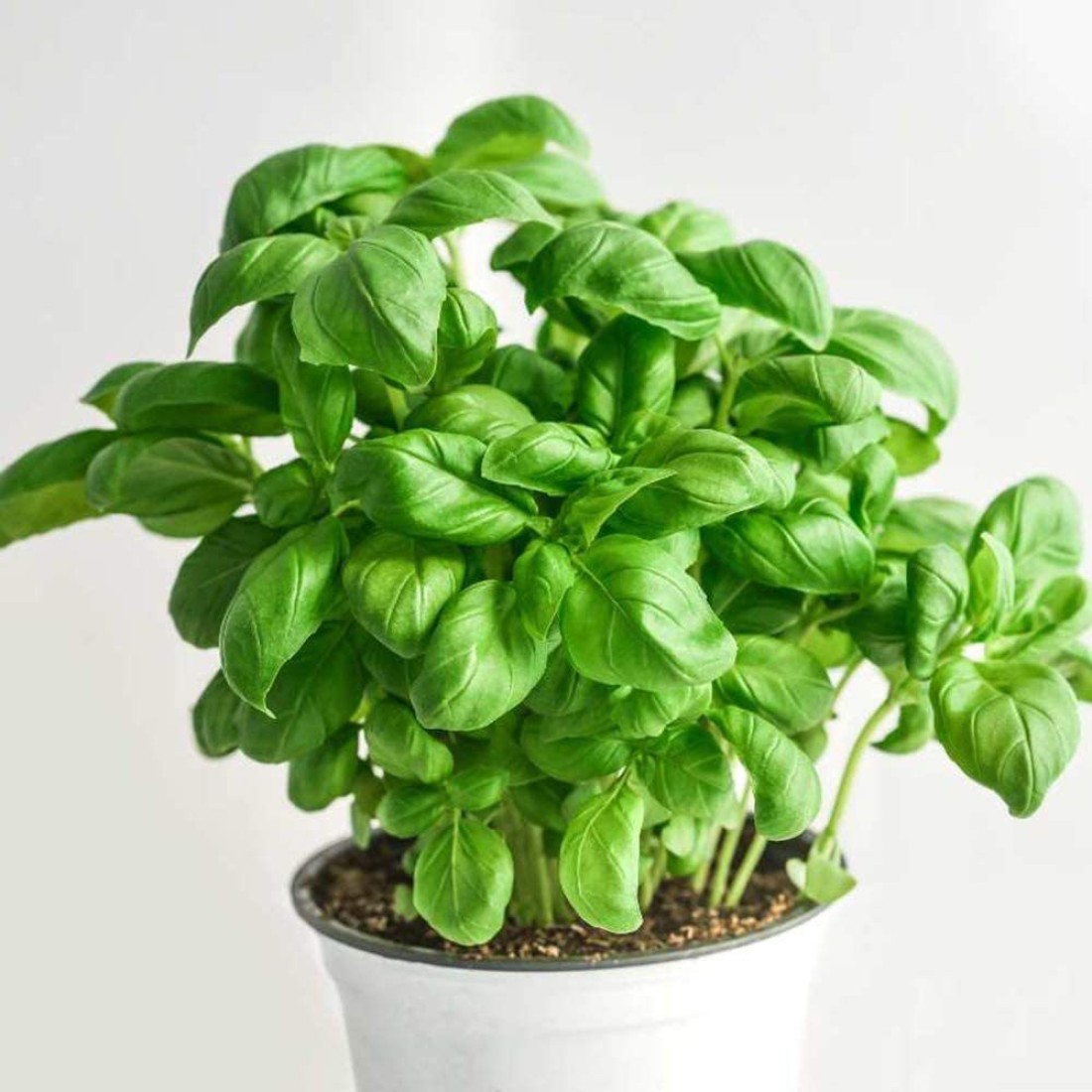 WILLVINE Italian Basil Seed Price in India Buy WILLVINE Italian