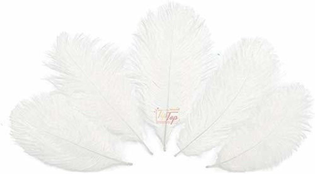 टिपटॉप डेकॉरेशन Natural Ostrich Feather (White , 9-10 Inch) -5 Piece (23-25  Cm) - Natural Ostrich Feather (White , 9-10 Inch) -5 Piece (23-25 Cm) . shop  for Tiptop Decoration products in India.