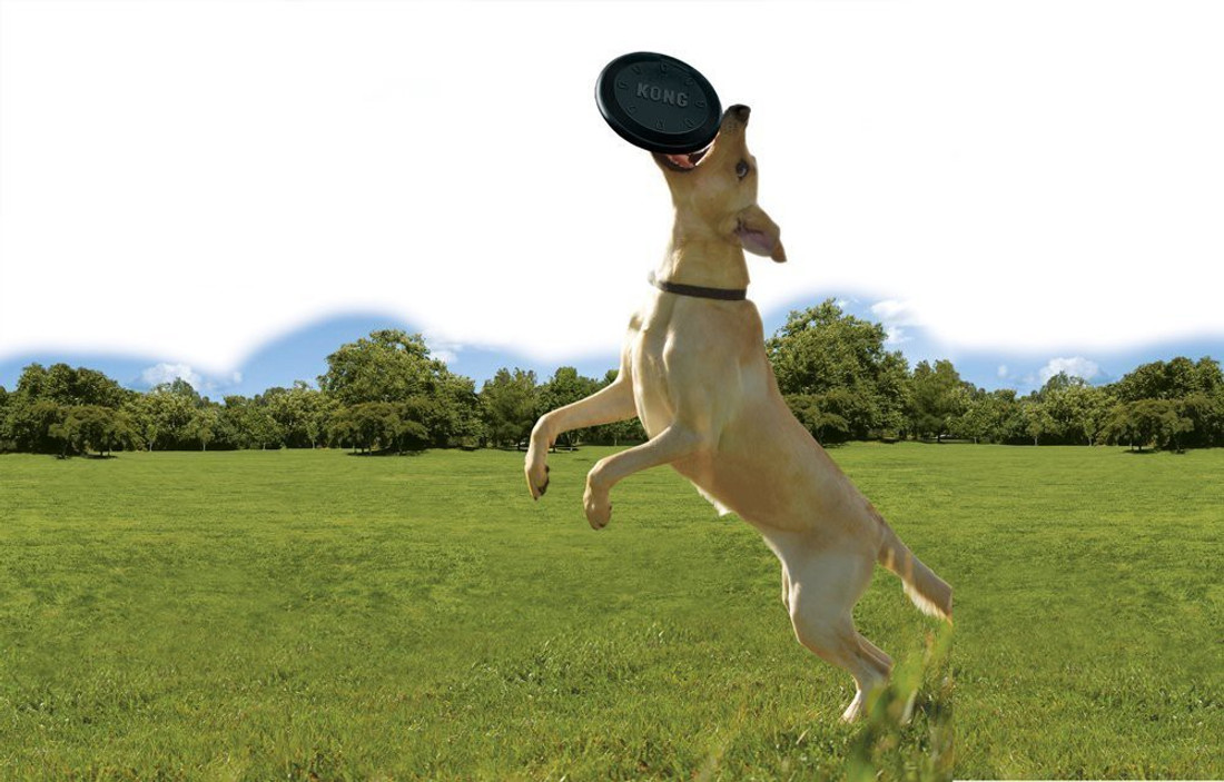 Kong extreme flyer dog toy sales