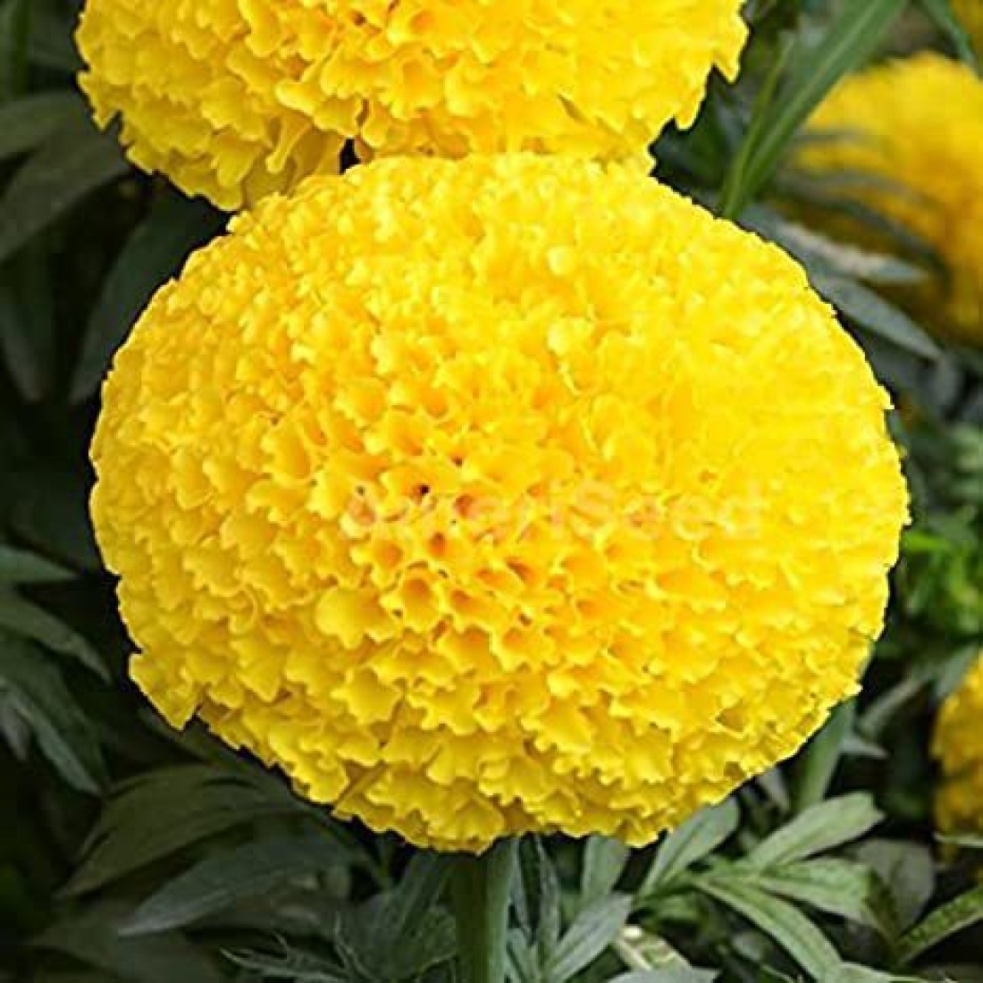 XOLDA Hybrid Mari Gold yellow Seed Price in India - Buy XOLDA Hybrid Mari  Gold yellow Seed online at Flipkart.com