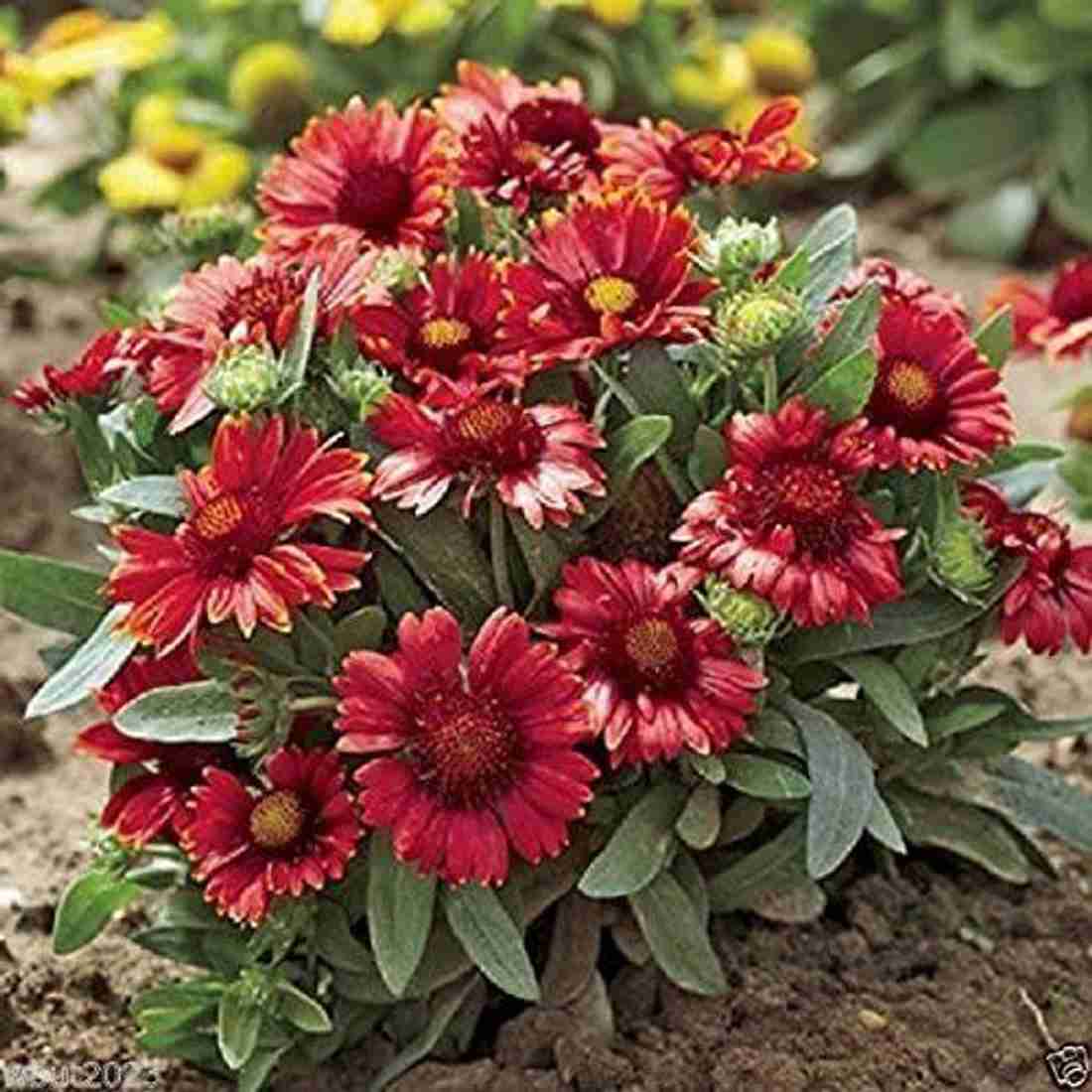 VibeX GUA 83 Gaillardia Arizona Red Shades Indian flowers