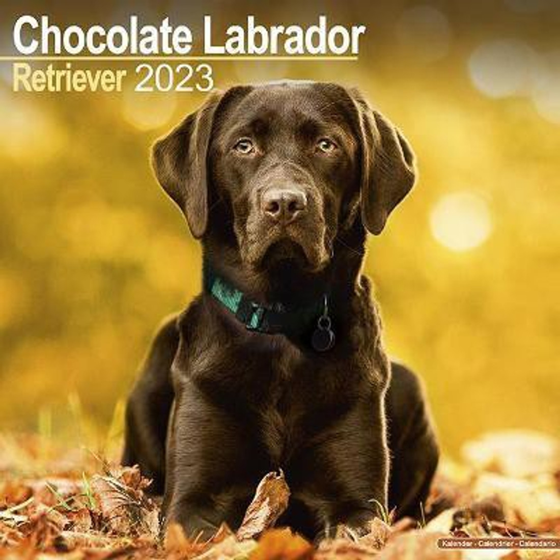 Chocolate Labrador Retriever 2023 Wall Calendar Buy Chocolate