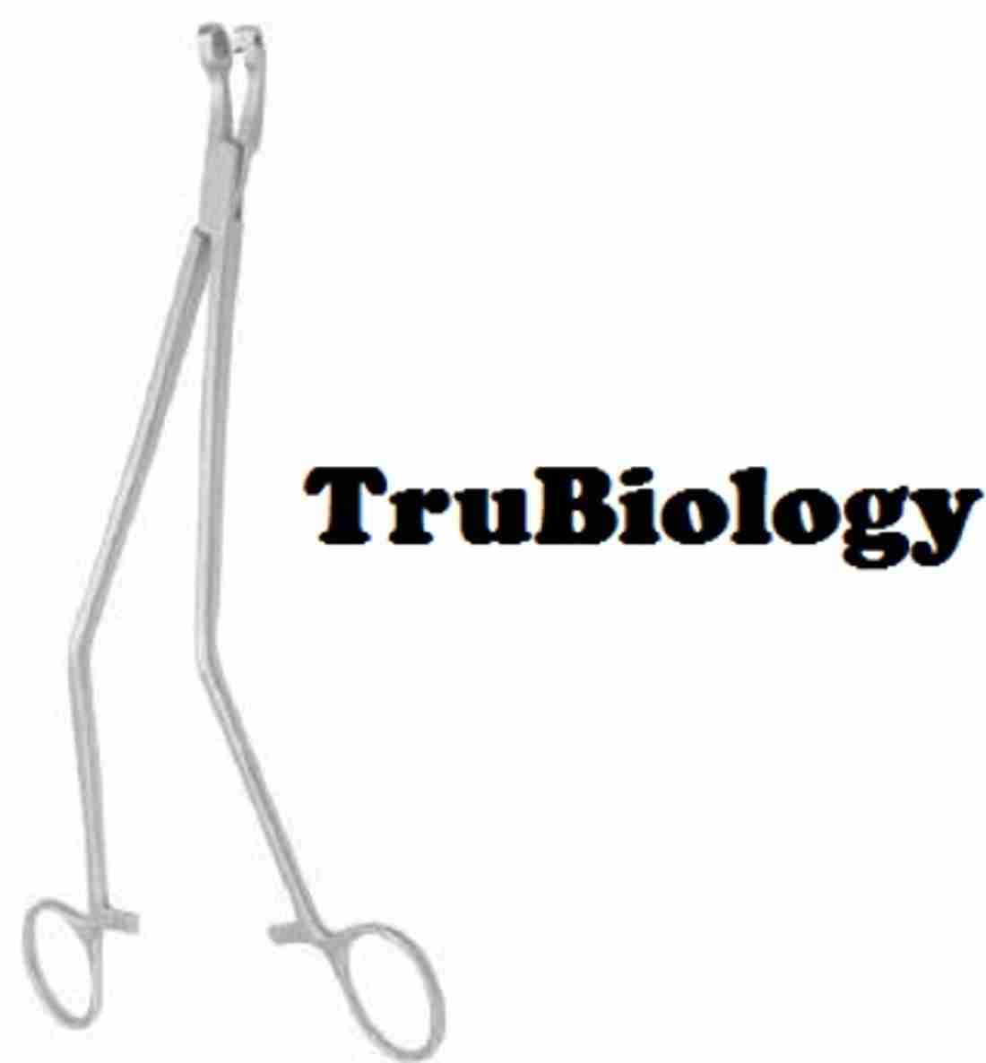 Punch deals biopsy forceps