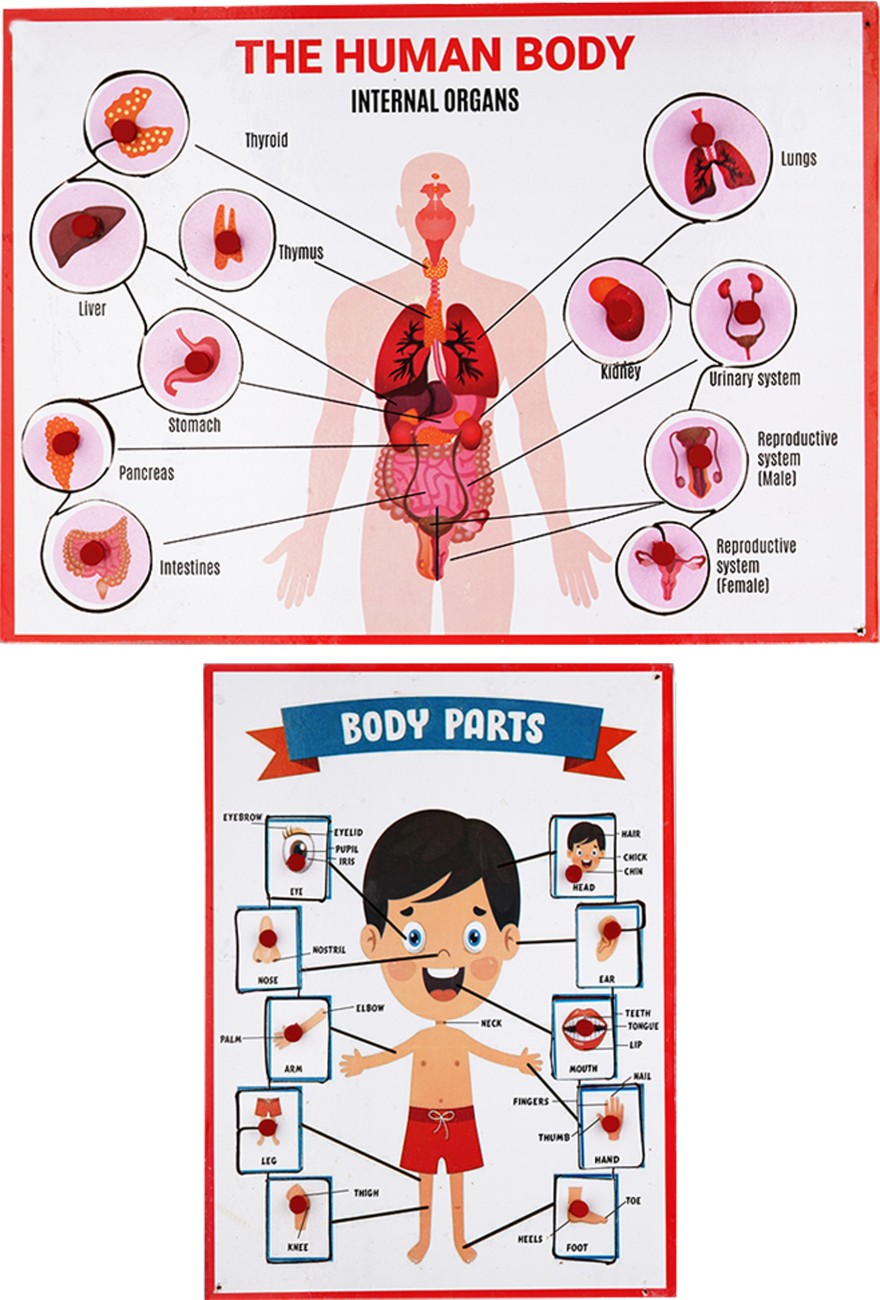 human internal body parts for kids