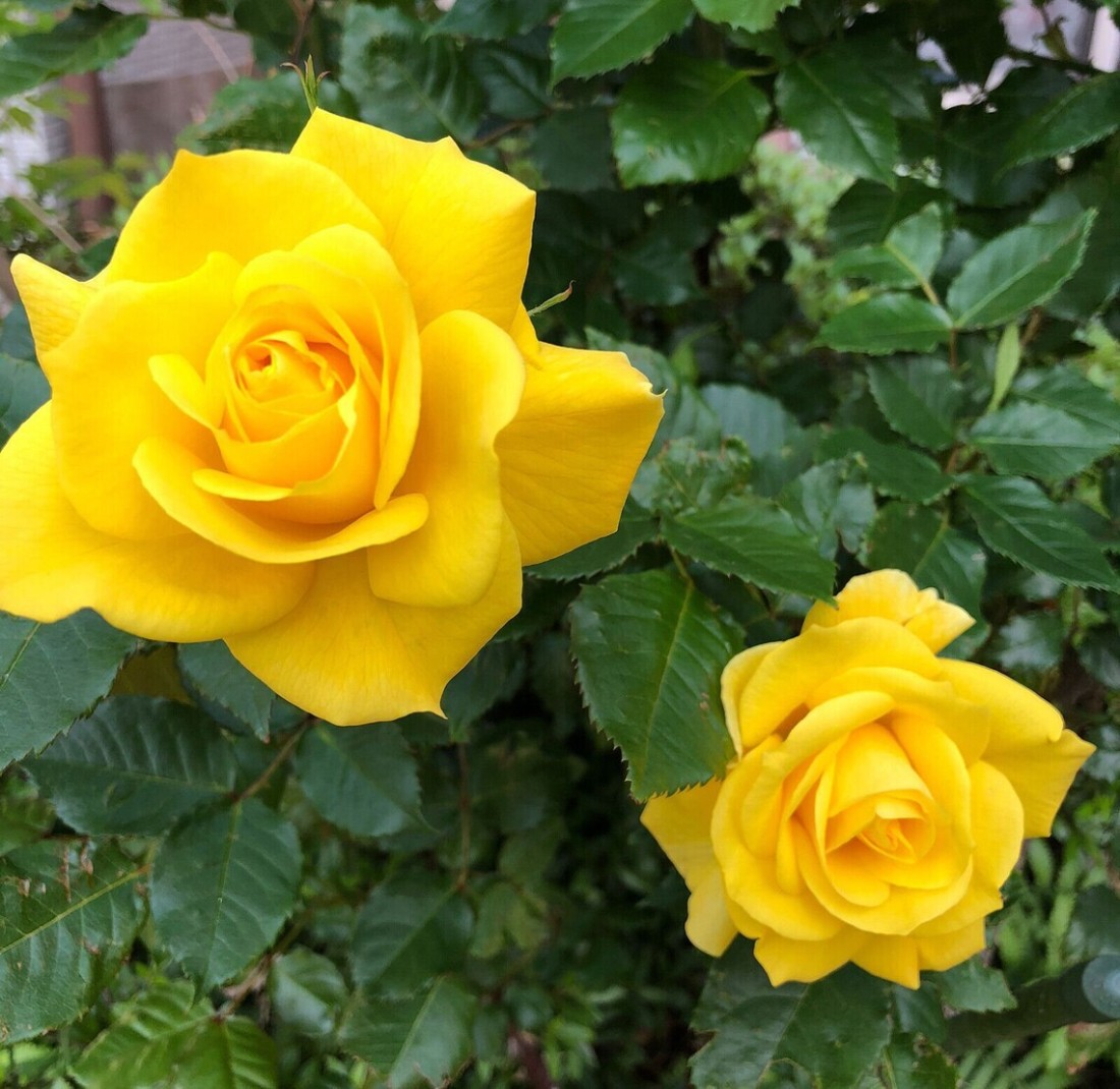 Yellow rose online perfume