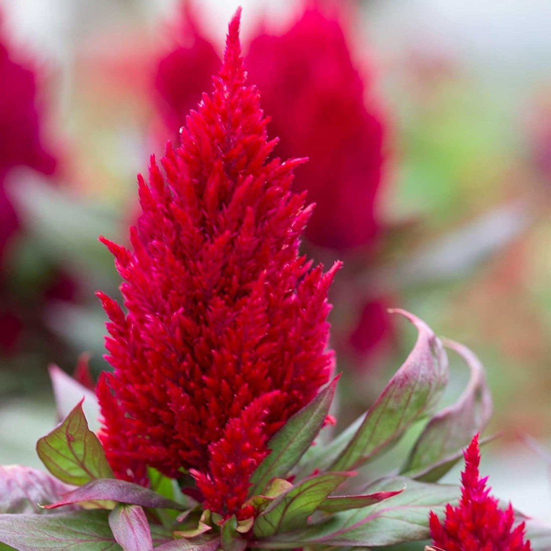 Celosia new deals look red