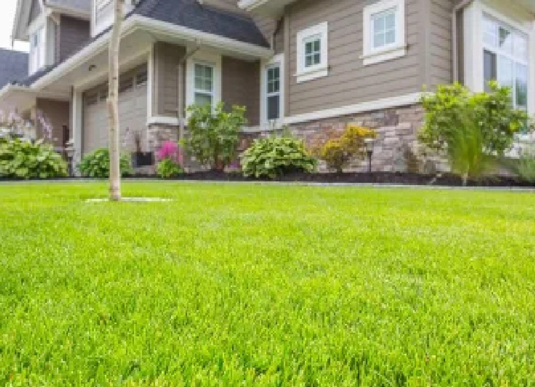 BDSresolve Lawn grass seeds for garden Seed Price in India Buy