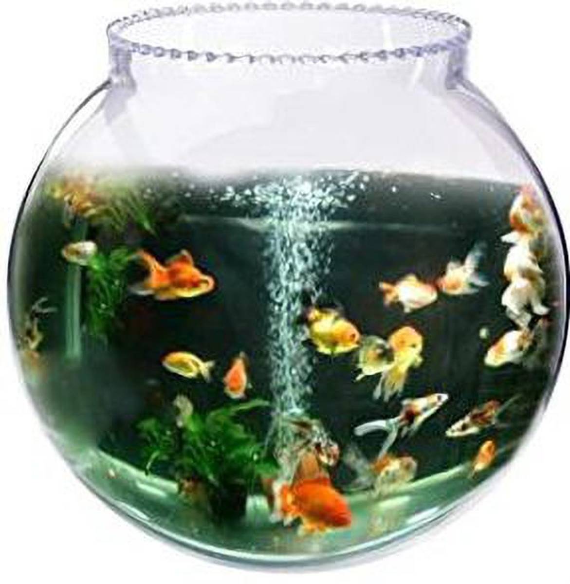 goblet Decorative Round Ends Aquarium Tank — photo 2