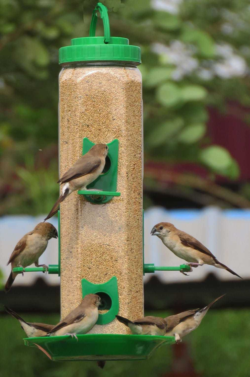 Image of Cj farms and agritech Automatic Bird Water Drinker (Pack of 5) Window Bird Feeder (Yellow)