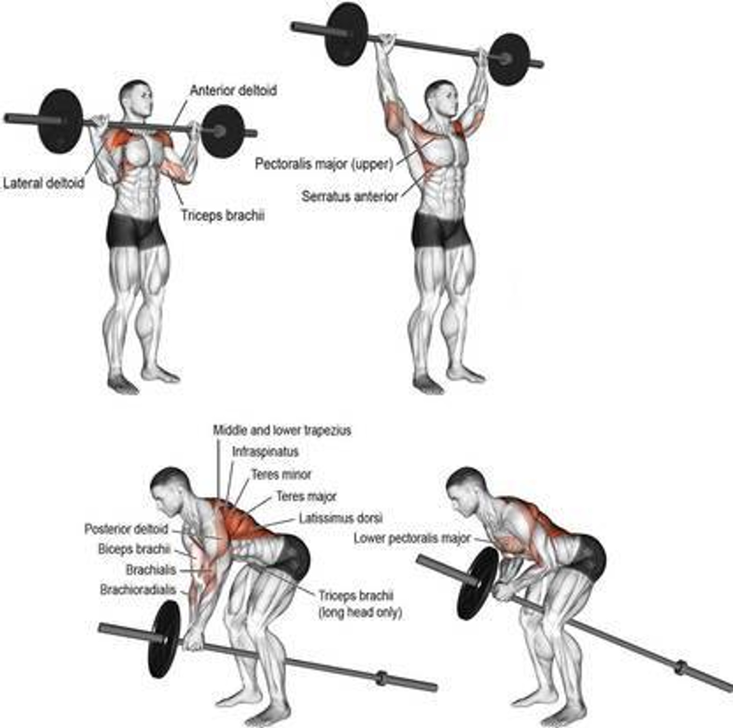 Image of ANSH FIT 0.4 kg Fitness Kit 20Kg PVC Plates (3Kgx4 /2Kgx4) with 3Ft Straight Rod & Carry Bag Home Gym Combo