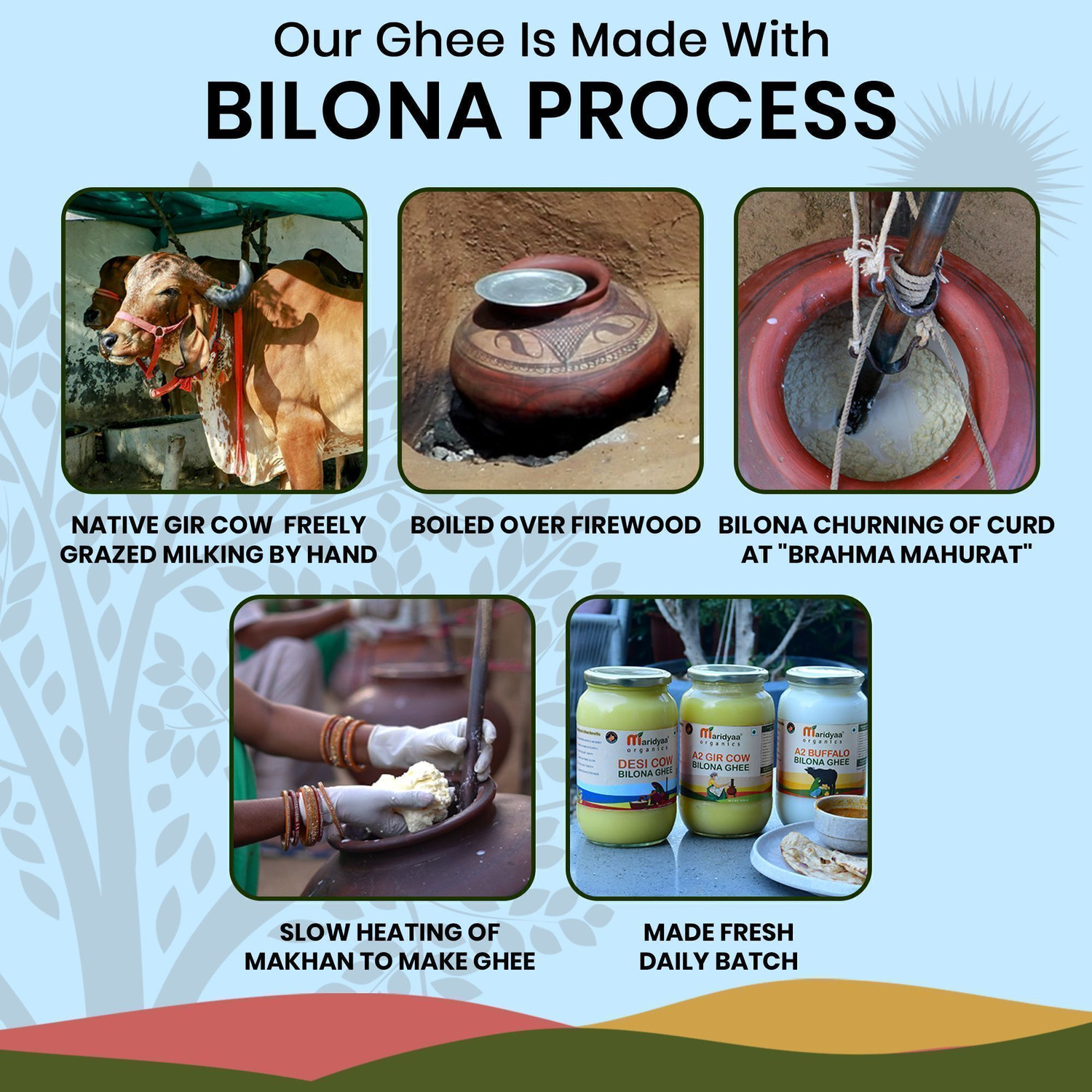 Image of Maridyaa Organics A2 Gir Cow Vedic Bilona Grass-Fed | Curd Churned | Lactose-Free Ghee Glass Bottle (1000 ml)