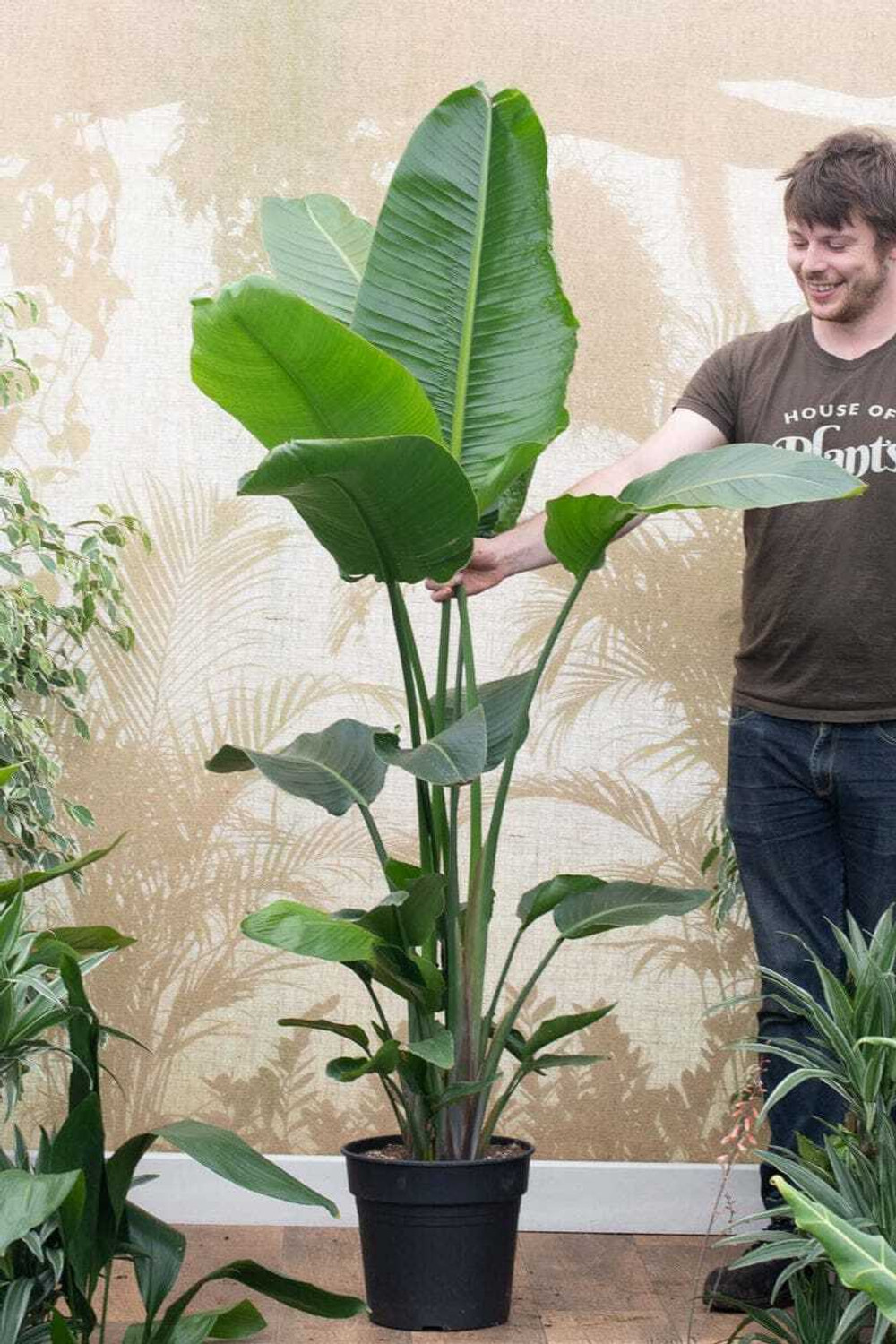 Image of Elanthalir Paradise Tree Plant (Hybrid, Pack of 1)