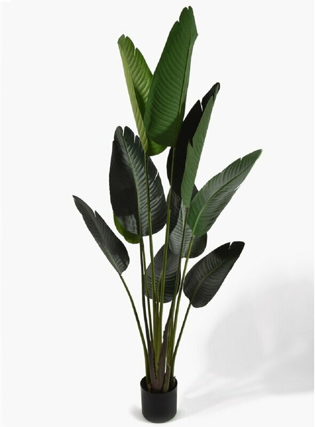 Image of Elanthalir Paradise Tree Plant (Hybrid, Pack of 1)
