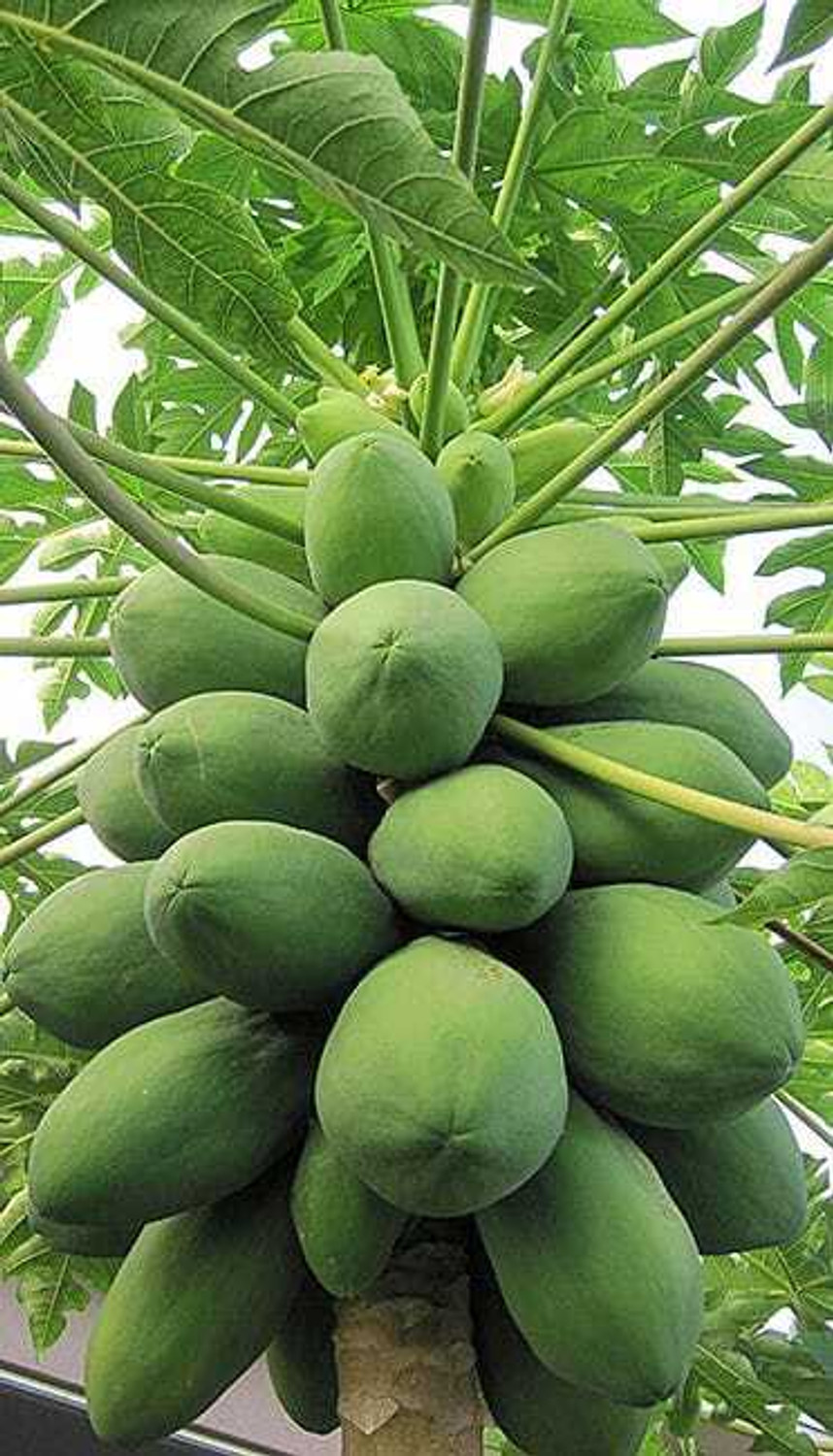 Image of Risenshine Papaya Plant (Hybrid, Pack of 1)