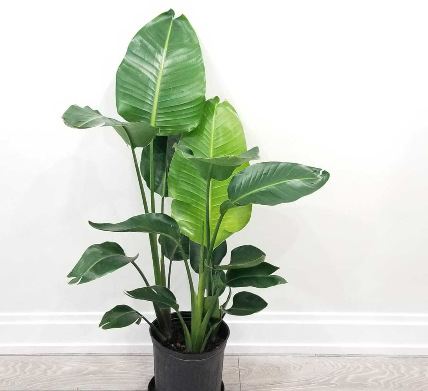 Image of Elanthalir Paradise Tree Plant (Hybrid, Pack of 1)