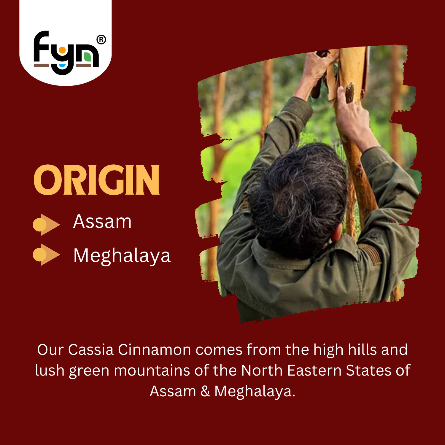 Image of FYN Cassia Cinnamon / Dalchini Sticks (200g) - Strong Flavour & Aroma (200 g)