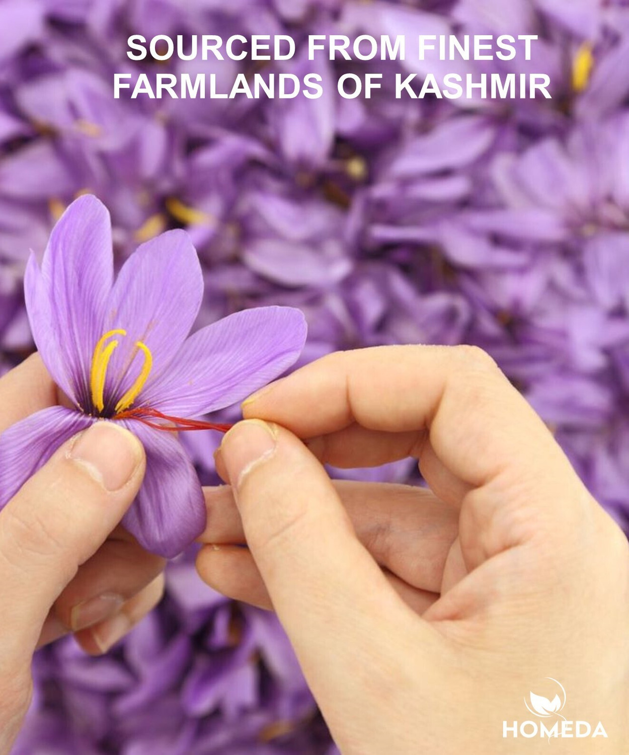 Image of Homeda Kesar Saffron Original 10g, Pure Kashmiri Kumkuma Puvvu, Kungumapoo, Grade A (10 x 1 g)