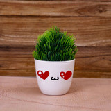 pompon bonsai San Jose Juniper Topiary – Lichtenfelt's main image 1