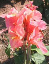 DIVINE ™ZX-5 RED Canna Lily Flower Seeds-LL-29 Seed Price in India