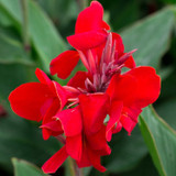 DIVINE ™ZX-5 RED Canna Lily Flower Seeds-LL-201 Seed Price in