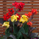 DIVINE ™ZX-5 RED Canna Lily Flower Seeds-LL-29 Seed Price in India