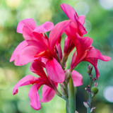 DIVINE ™ZX-5 RED Canna Lily Flower Seeds-LL-29 Seed Price in India