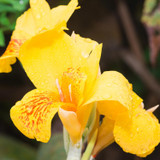 DIVINE ™ZX-5 RED Canna Lily Flower Seeds-LL-29 Seed Price in India