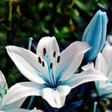 DIVINE ™ZX-Blue Lily Plant Seeds Potted Lilium Flower Perfume