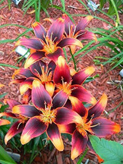 Lily❤️ DIVINE ®ZX- Sword lily Flower Seeds-Purple-100Pcs-LL-180 Seed