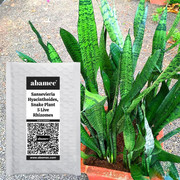 Botanicartsy Snake Plant Seed Price in India - Buy Botanicartsy Snake Plant  Seed online at Flipkart.com