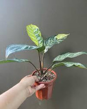 mojito elephant ear plant Mojito Elephant Ear