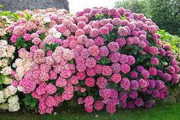 Hydrangea4937　1202 tl9424_1.jpg