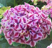 Ukanda Hydrangea Plant Price in India - Buy Ukanda Hydrangea Plant