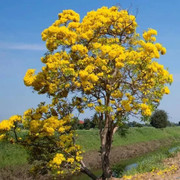 LYRS Organic Tree All Season Type Camphor Tree Seed - 85 Seed