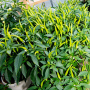 greenfarm Chilli Seeds / Long Mirchi Seeds , Pure Organic ,160 X