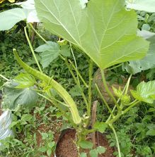Giant okra online