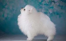 Little fluffy online white puppy