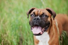 cute Boston Boxer dog Multicolour Photo Paper Print Poster