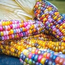 Rainbow hotsell corn price