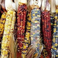 Rainbow top corn price