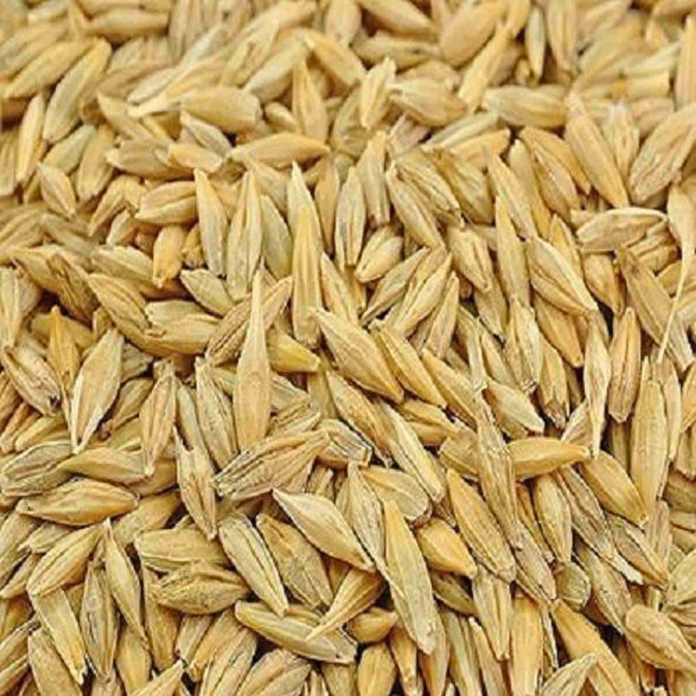 SREE Basmati Paddy, Rice Seed for Farming & Agriculture, 1Kg Per Packet ...