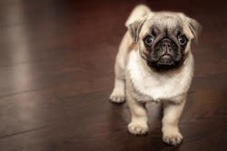 Online pug outlet dog purchase